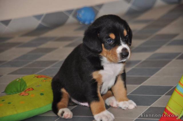 Magnifique chiots Bouvier de l\