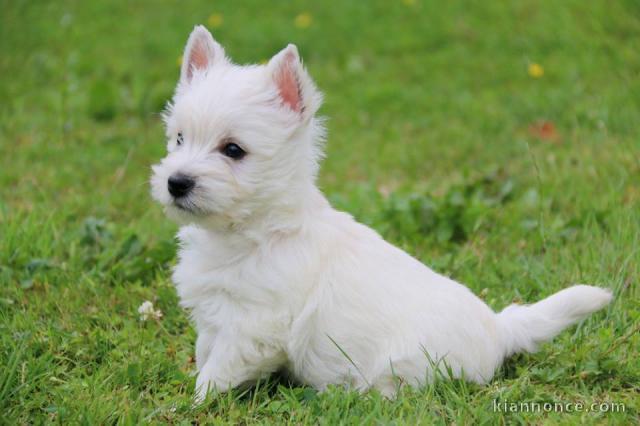 A donner chiots Westie 