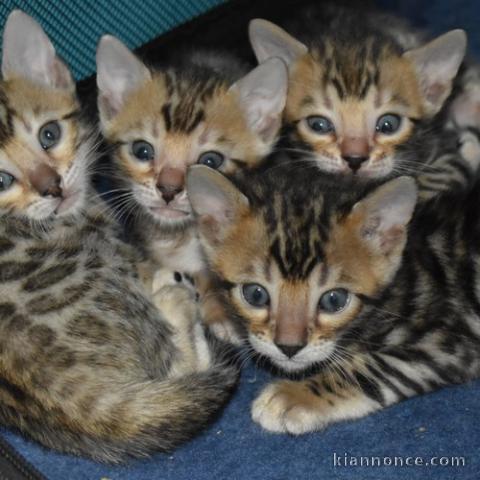 Donne Magnifiques Chatons Bengal