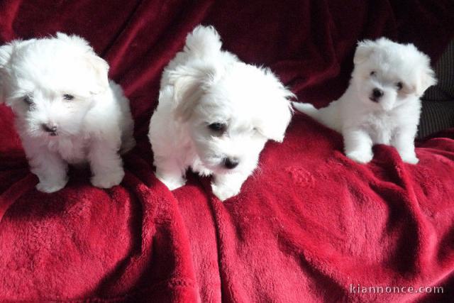 Donne Magnifiques chiots Bichon Maltais