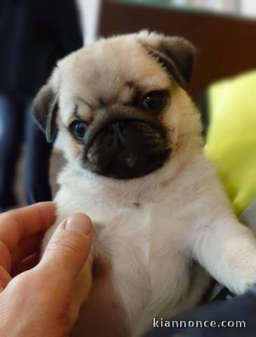 bouledogue francais disponible contre de bons soins