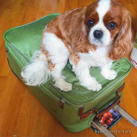 Don de mon cavalier king Charles