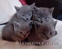 Donne Chatons Chartreux