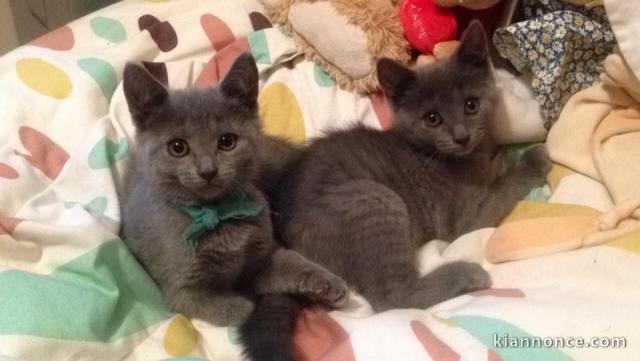 Donne Chatons Chartreux