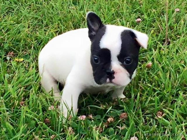 magnifiques Chiots Bouledogue Français