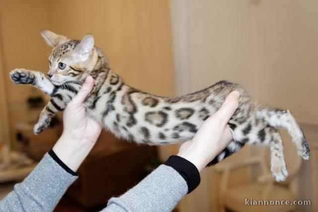 Magnifique chatons bengal 