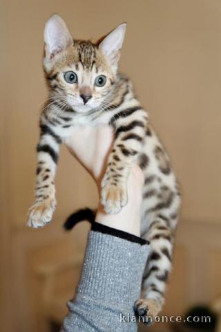 Magnifique chatons bengal 