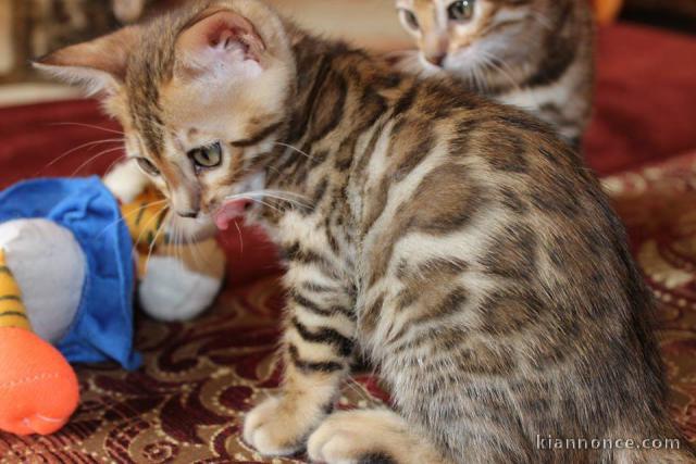 magnifique  chatons bengal a donner