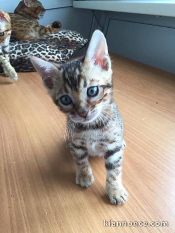 magnifique chatons bengal disponible