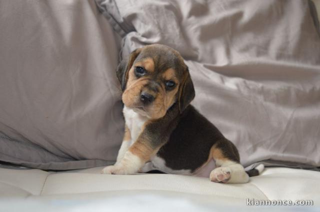  A DONNER CHIOTS BEAGLE âge 3 mois 