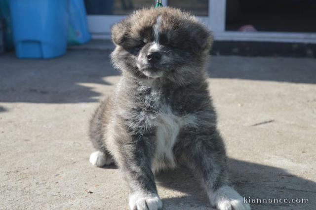 Chiots Akita POUR COMPAGNIE 