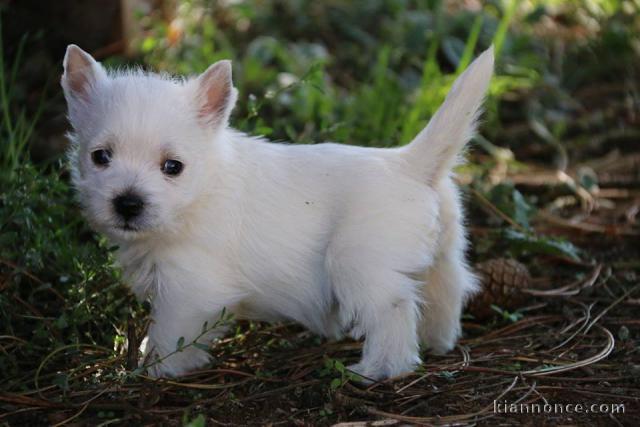 A donner chiots Westie Terrier