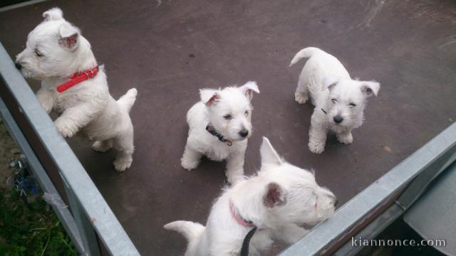 A donner chiots Westie Terrier