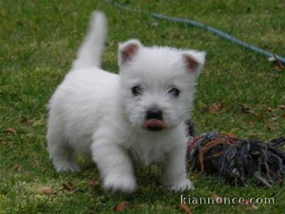 A donner chiots Westie Terrier