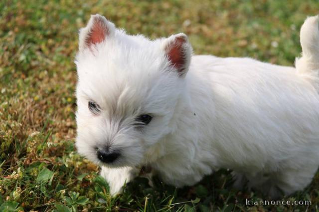 A donner chiots Westie Terrier