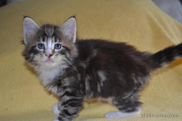 Chatons norvégien 2mâles et 3 femelles 