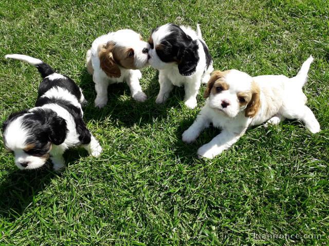 chiots cavalier king charles