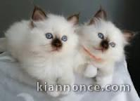 Adorables chatons sacrés de Birmanie 