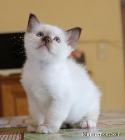 Magnifiques chatons sacrés de Birmanie 