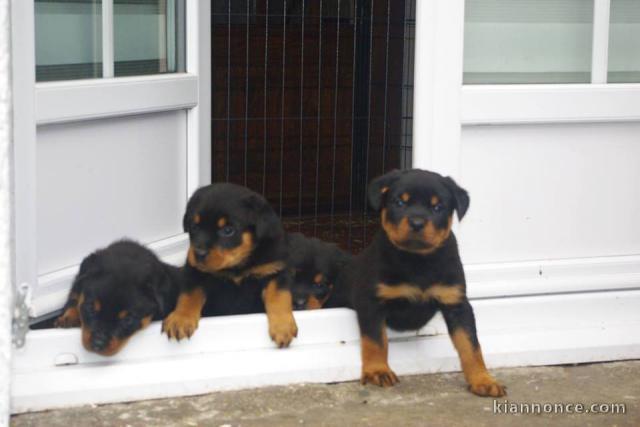 Superbe Rottweiler a donner contre bon soin