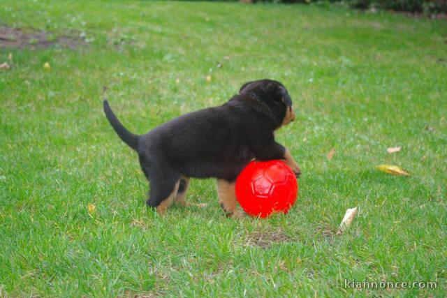 Superbe Rottweiler a donner contre bon soin