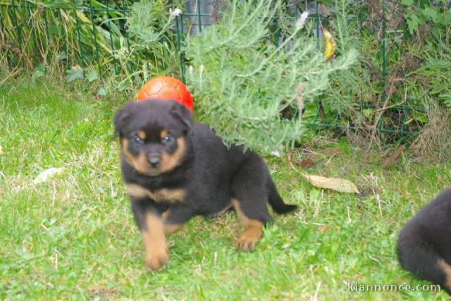 Superbe Rottweiler a donner contre bon soin