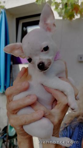 A donne Adorables chiots CHIHUAHUA 2 femelles