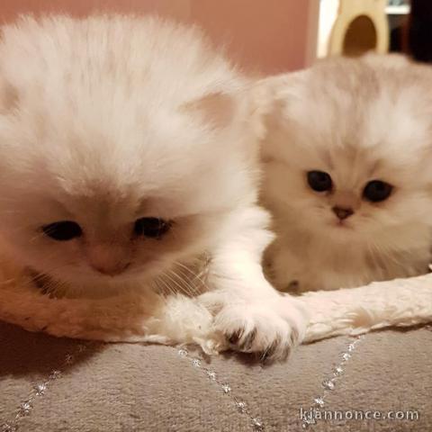 Adorables chiots british longhair