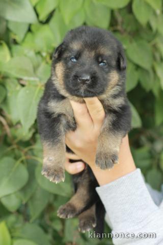  Chiots Berger allemand A DONNER nés le 19/06/2020