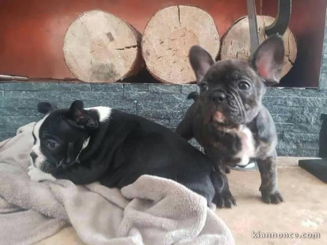 adorable Chiots bouledogue Français