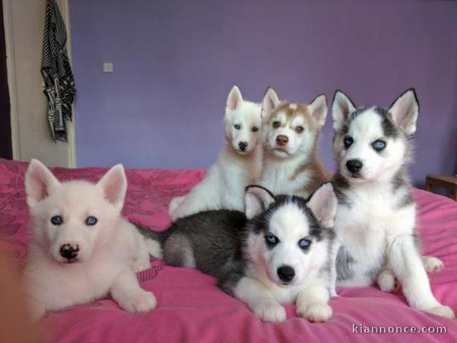 Adorables chiots husky siberien