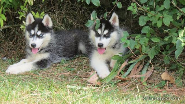 superbe chiots husky siberien