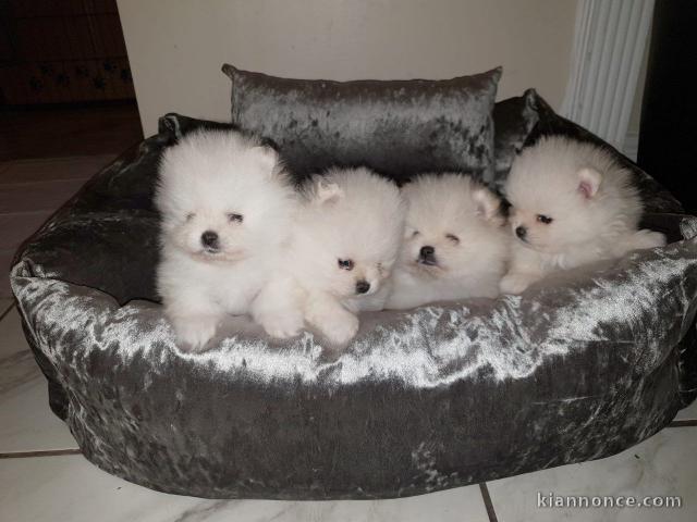 superbe chiots spitz nain