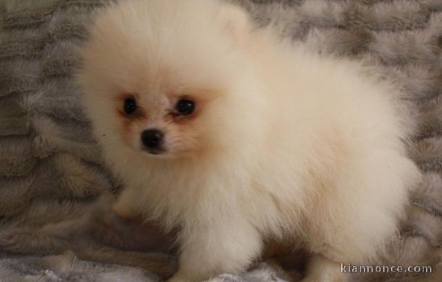 mignon chiots spitz nain