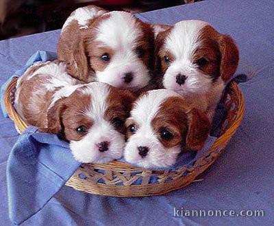 jolie chiots Cavalier King Charles