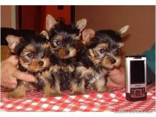 A donner adorable Chiots yorkshire