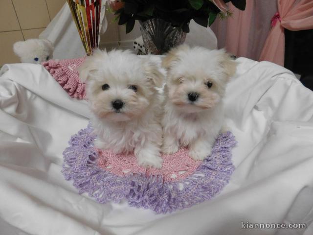 Magnifiques chiots bichon maltais