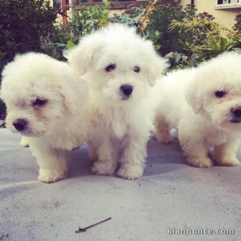 Beaux  chiots bichon maltais