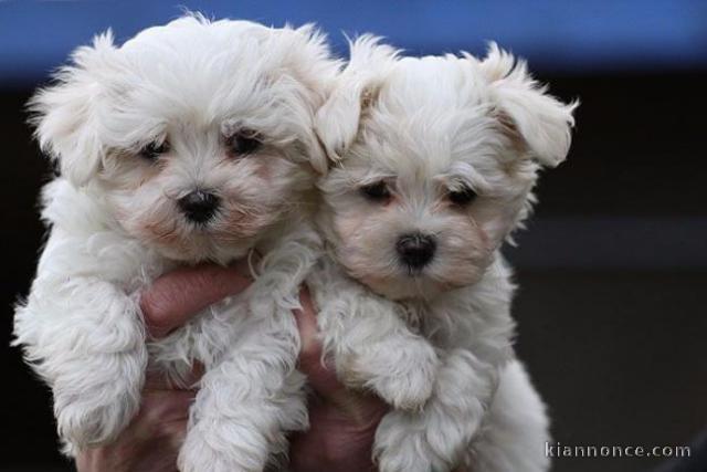 très Beaux  chiots bichon maltais