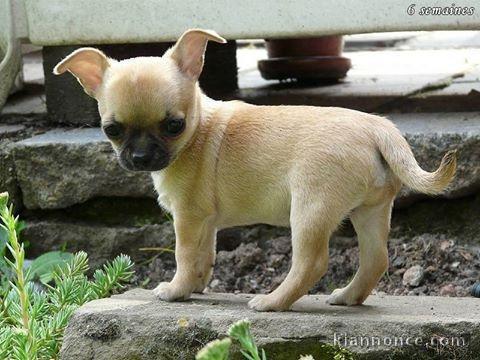 sublime chiots chihuahua