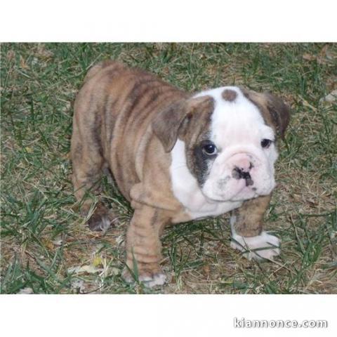 sublime chiots bulldog anglais