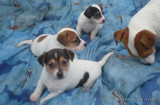 superbe chiot type jack russell