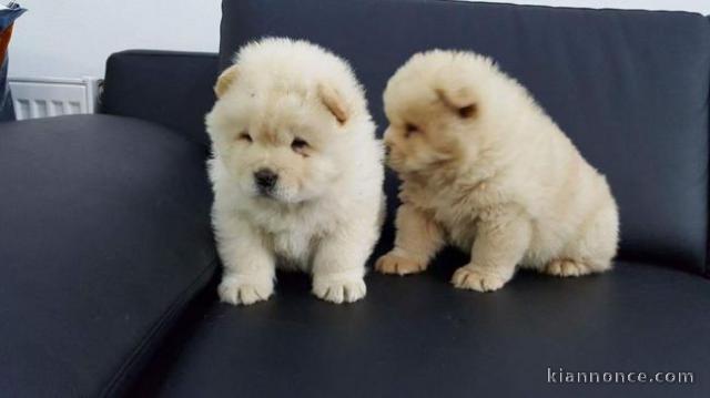 adorable Chiots chow chow