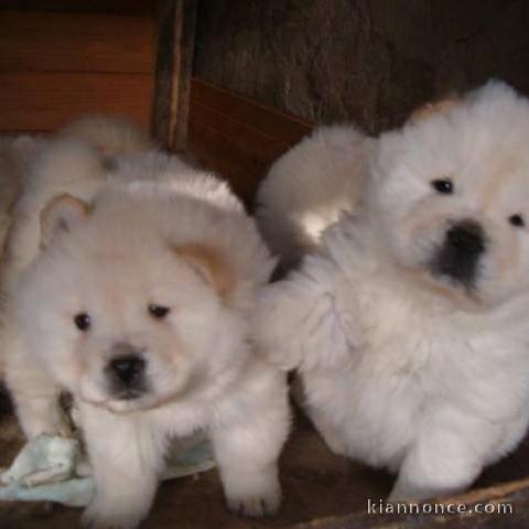 adorable Chiots chow chow