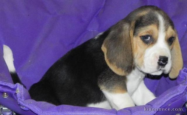 jolie chiots beagle disponible