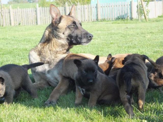 disponible Magnifiques chiots Berger Malinoi