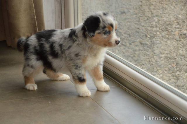 superbe Chiots berger australien