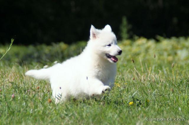 bébés chiots berger Blanc suisse