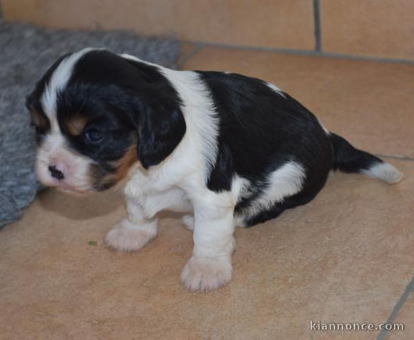    5 CHIOTS CAVALIER KING CHARLES SPANIEL LOF A DONNER 