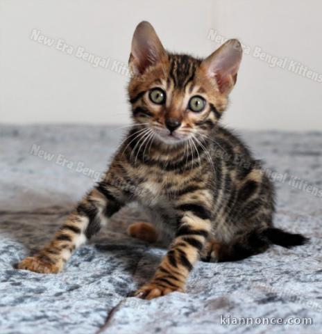  Magnifique Chatons Bengal a donner